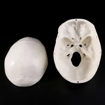 Anatomiczna Anatomia Człowieka Głowa Szkielet Czaszka Edukacyjna Model Szkolne Szkolny Narzędzie