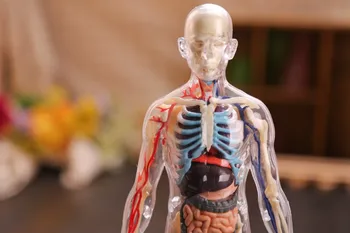 4D zebrane Medyczny model 1:6 Anatomia człowieka przezroczysta anatomiczny model całego ciała Bezpłatna wysyłka dziecko naukowe, zabawki edukacyjne