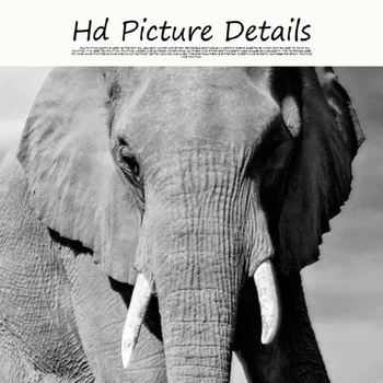Afryka Dzika Natura Zwierzęta Słoń Płótnie Obrazy Czarno Białe Zwierzęta Plakaty I Reprodukcje Ścienne Obrazy Pokój Dzienny Wystrój Domu