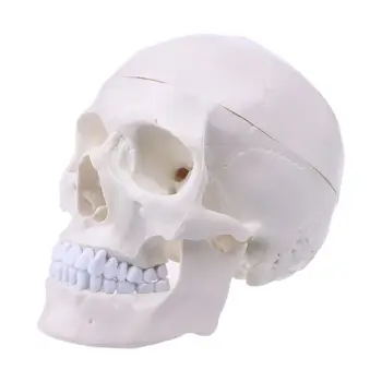Anatomiczna Anatomia Człowieka Głowa Szkielet Czaszka Edukacyjna Model Szkolne Szkolny Narzędzie