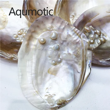 Aqumotic Real Pearl Midia 1szt perły w zlewie wewnątrz mięczaka fluorescencji natura umywalka akwarium Morskie wystrój ostryga zestaw