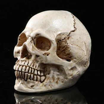 HeyMamba Mini Czaszki Głowy Człowieka Anatomiczna Anatomia Głowy Medyczny Model Halloween Wystrój Art Rekwizyty