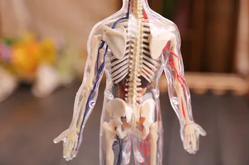 4D zebrane Medyczny model 1:6 Anatomia człowieka przezroczysta anatomiczny model całego ciała Bezpłatna wysyłka dziecko naukowe, zabawki edukacyjne