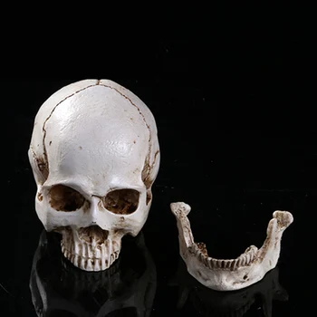 HeyMamba Mini Czaszki Głowy Człowieka Anatomiczna Anatomia Głowy Medyczny Model Halloween Wystrój Art Rekwizyty