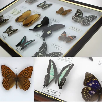 12 rodzajów próbek motyli okazów owadów przedszkoli естественнонаучных prezentów
